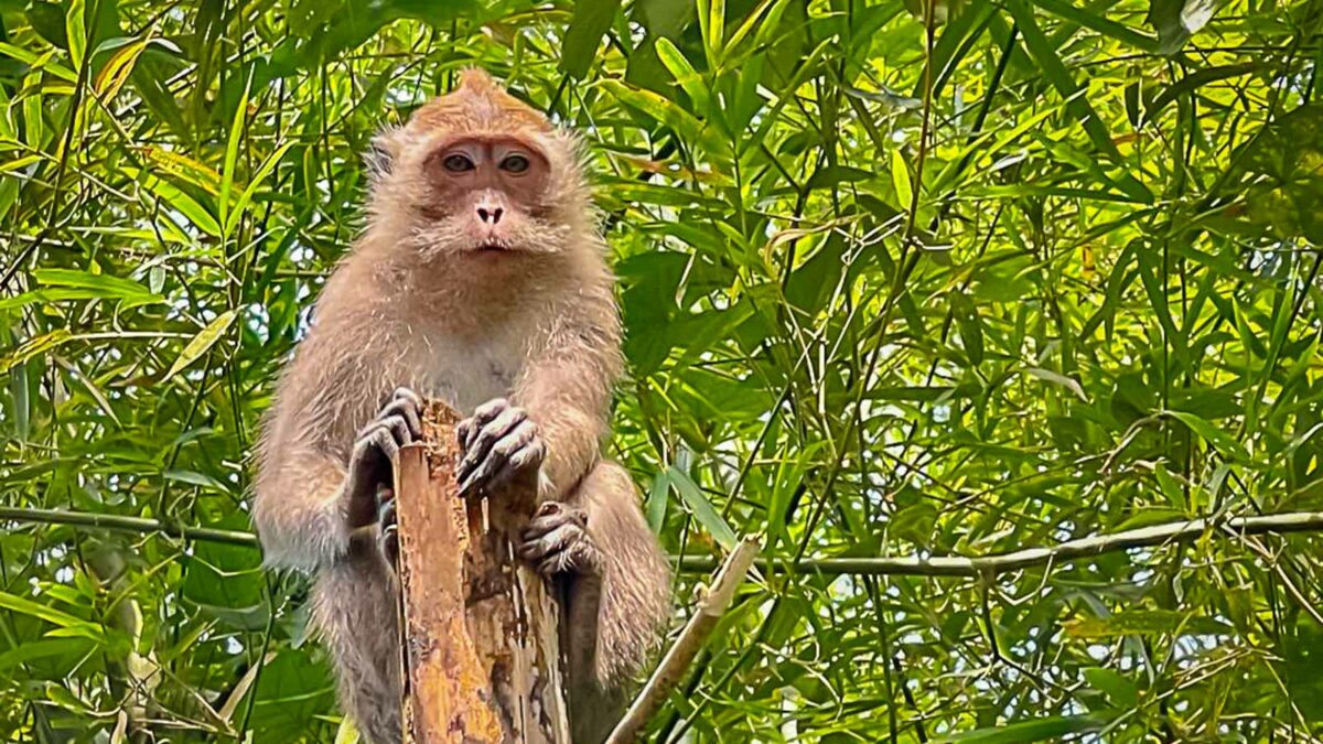 Moneky in jungle in Thailand