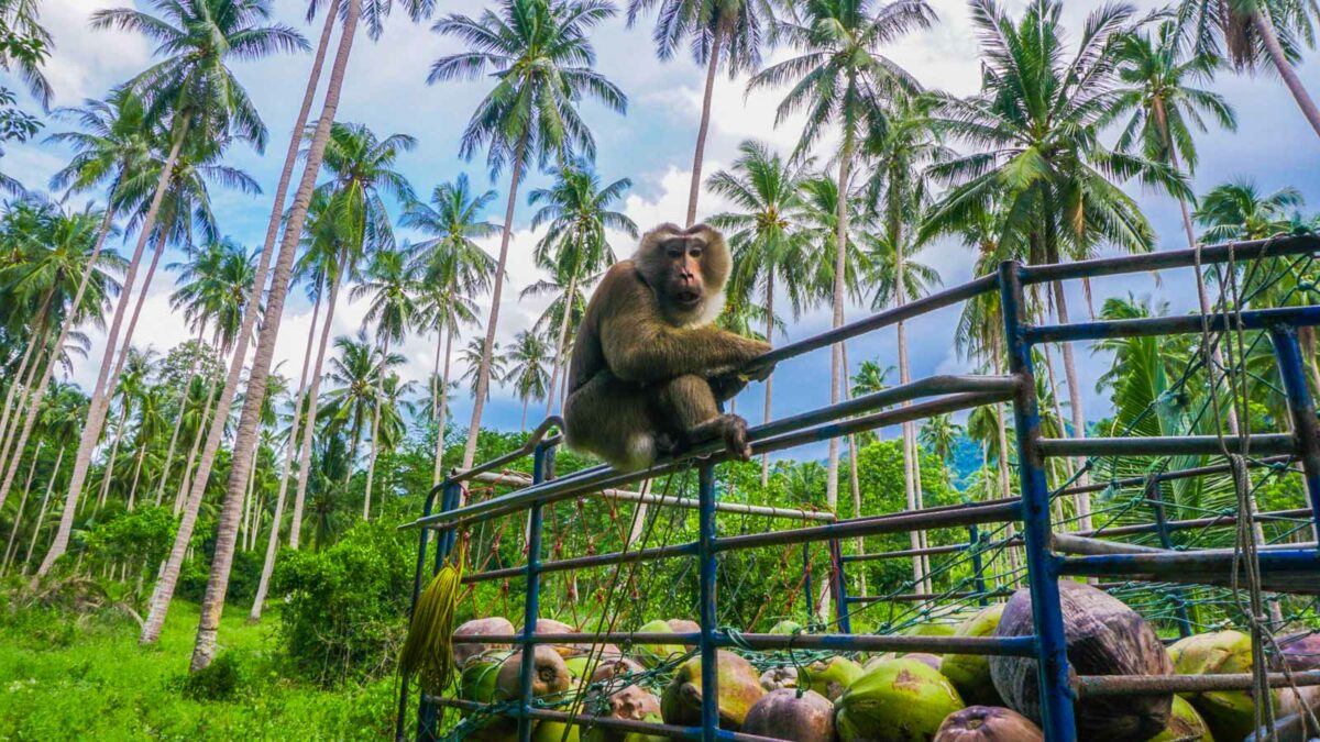 Monkey in Southern Thailand