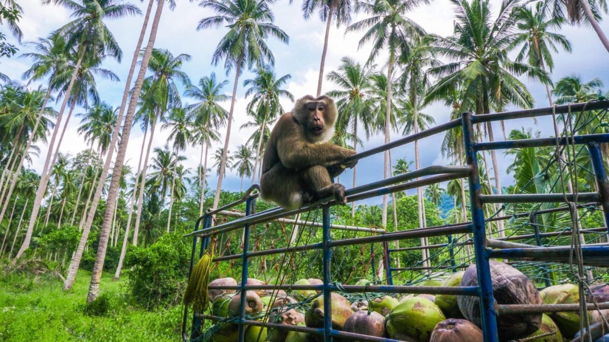 Southern Thailand Cycling Tour