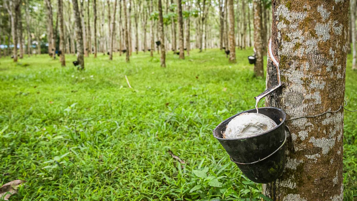 Rubber trees in Phuket, Thailand
