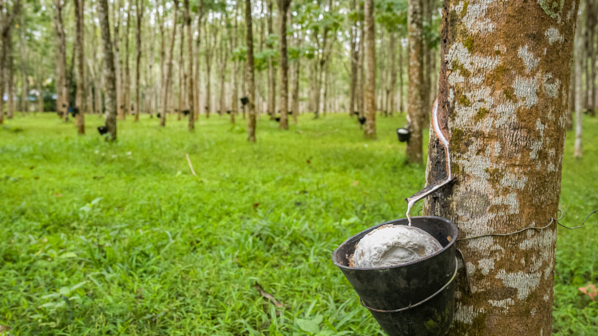 Rubber tree plantation in Thailand