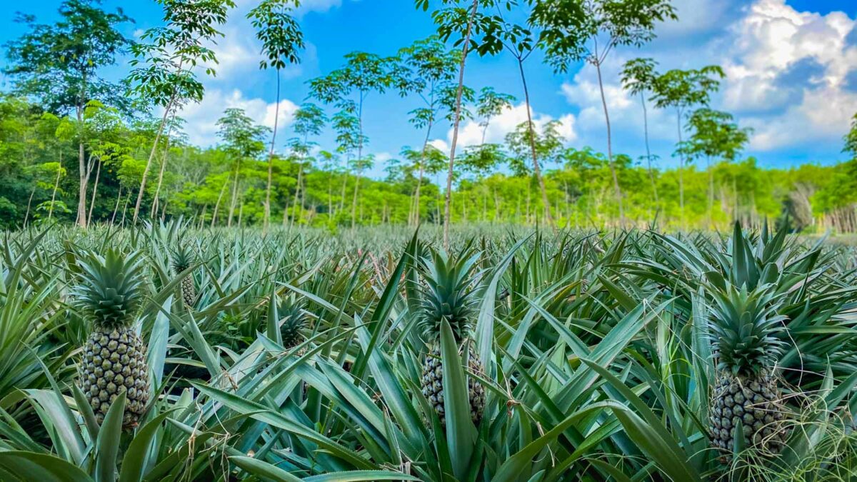 Pineapple fields from Phuket bicycle tour