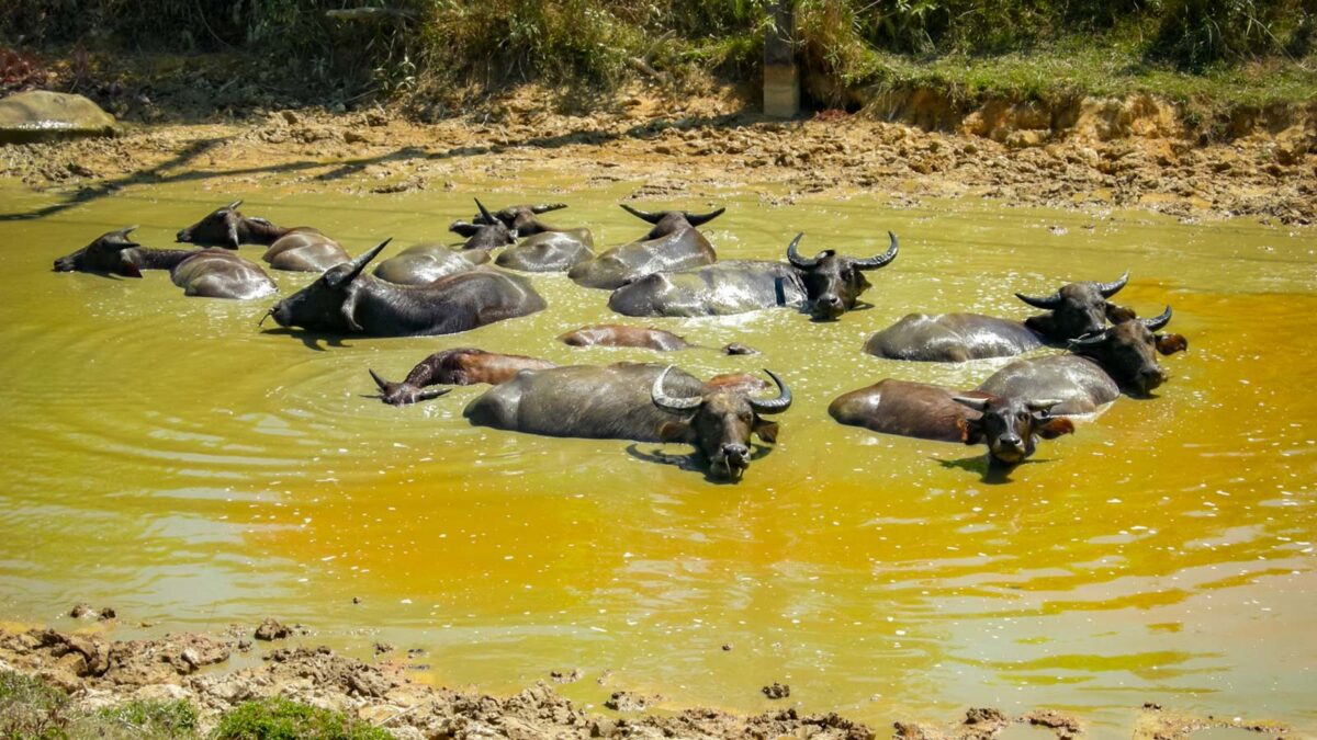 Water buffalo (nam kwai) in Thailand