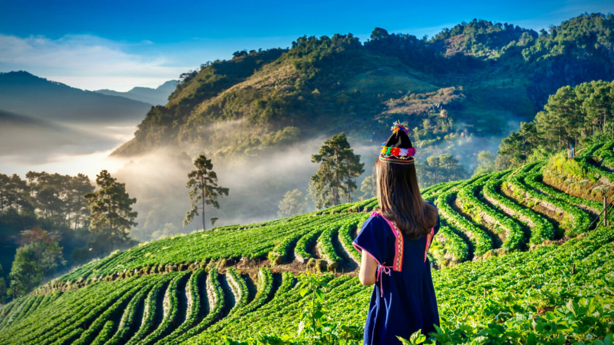 Terrace Farming - Chiang Mai, Thailand