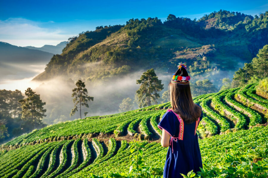 Terrace Farming - Chiang Mai, Thailand