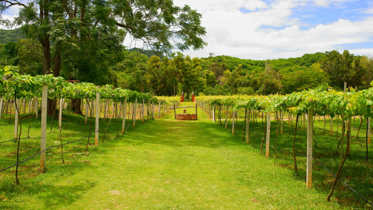 Khao Yai Wineyard - Thailand
