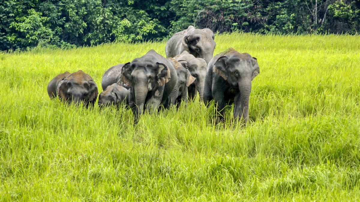 Elephants in Thailand